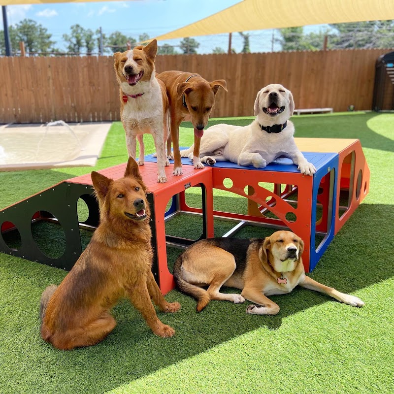 The Dog Play Spot