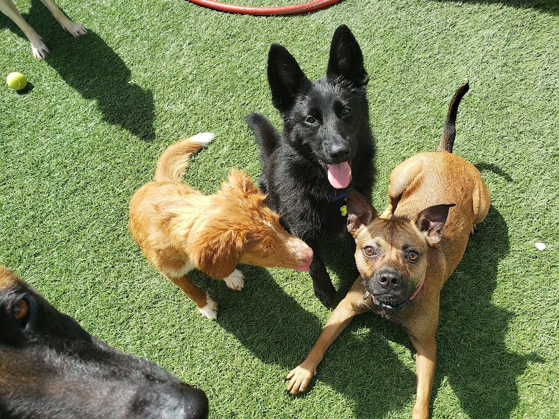 The Dog Resort