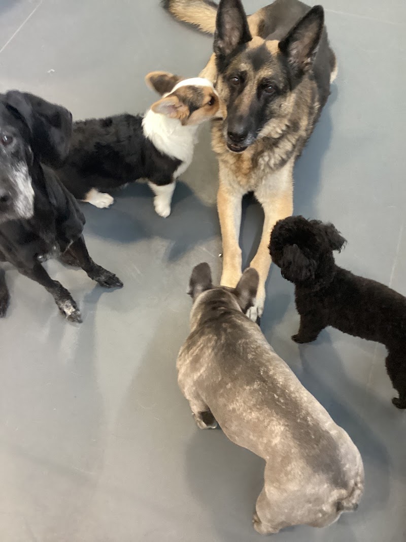 The Dog Retreat and Spa