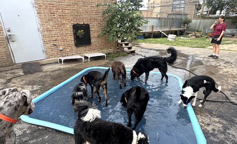 The Fetch Club