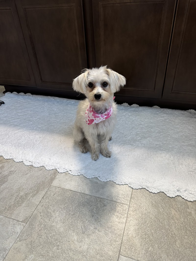 The Fritz Pet Resort and Spa (Pampered Pooch)