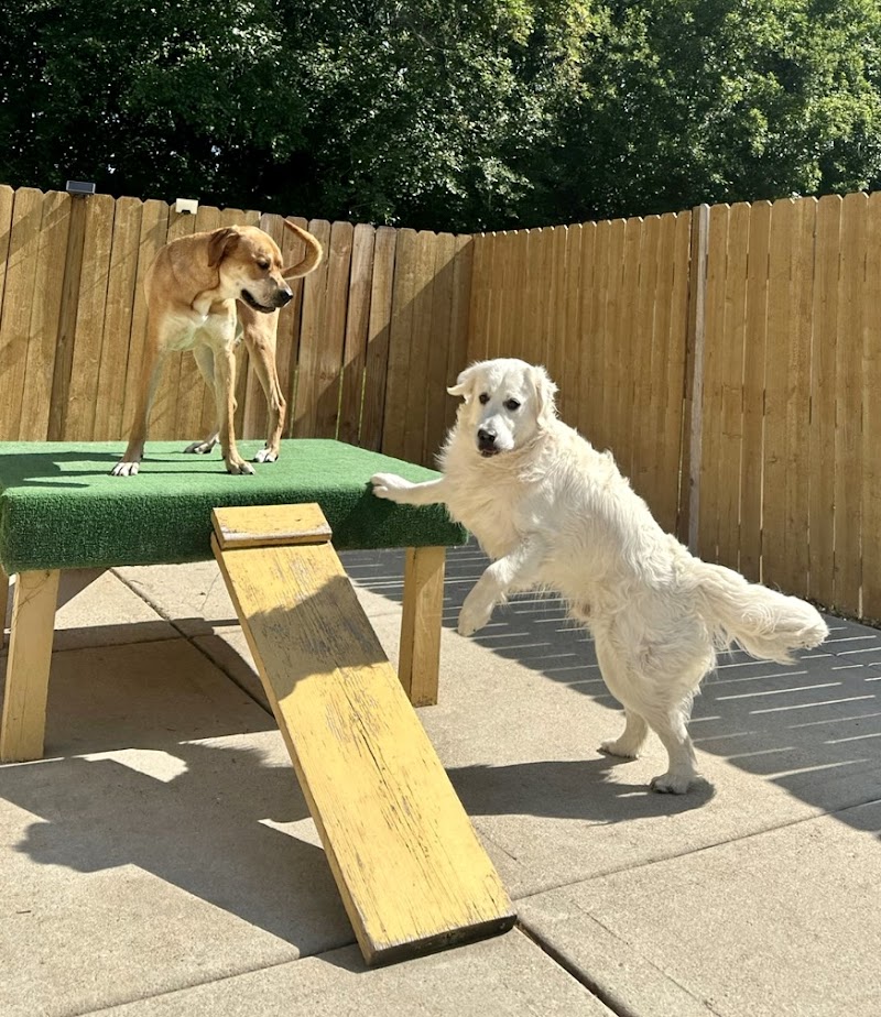 The Gold Leash Pet Hotel & Daycare