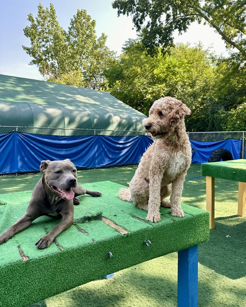 The Gold Leash Pet Hotel & Daycare