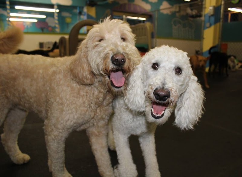 The Good Dog Spot Inc