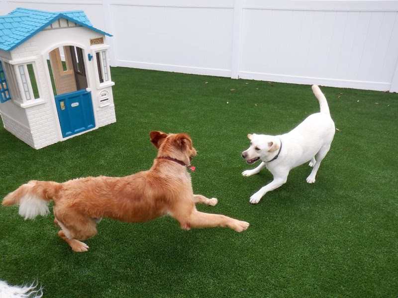 The Island Pawplex