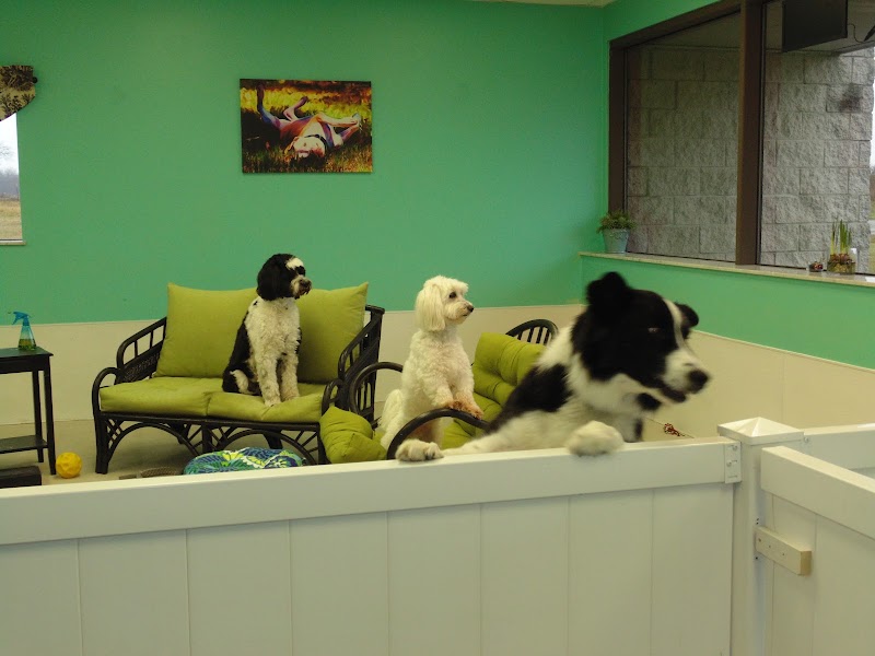 The K9 Spot
