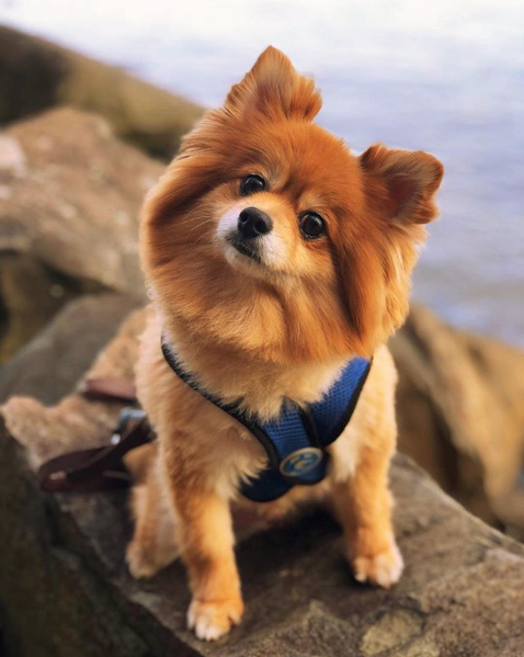 The Madison Dog Resort & Spa