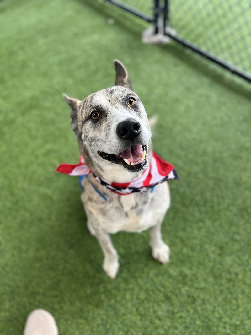 The Pawms Pet Resort - Huntsville