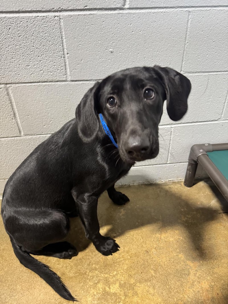 The Pawms Pet Resort - Tuscaloosa