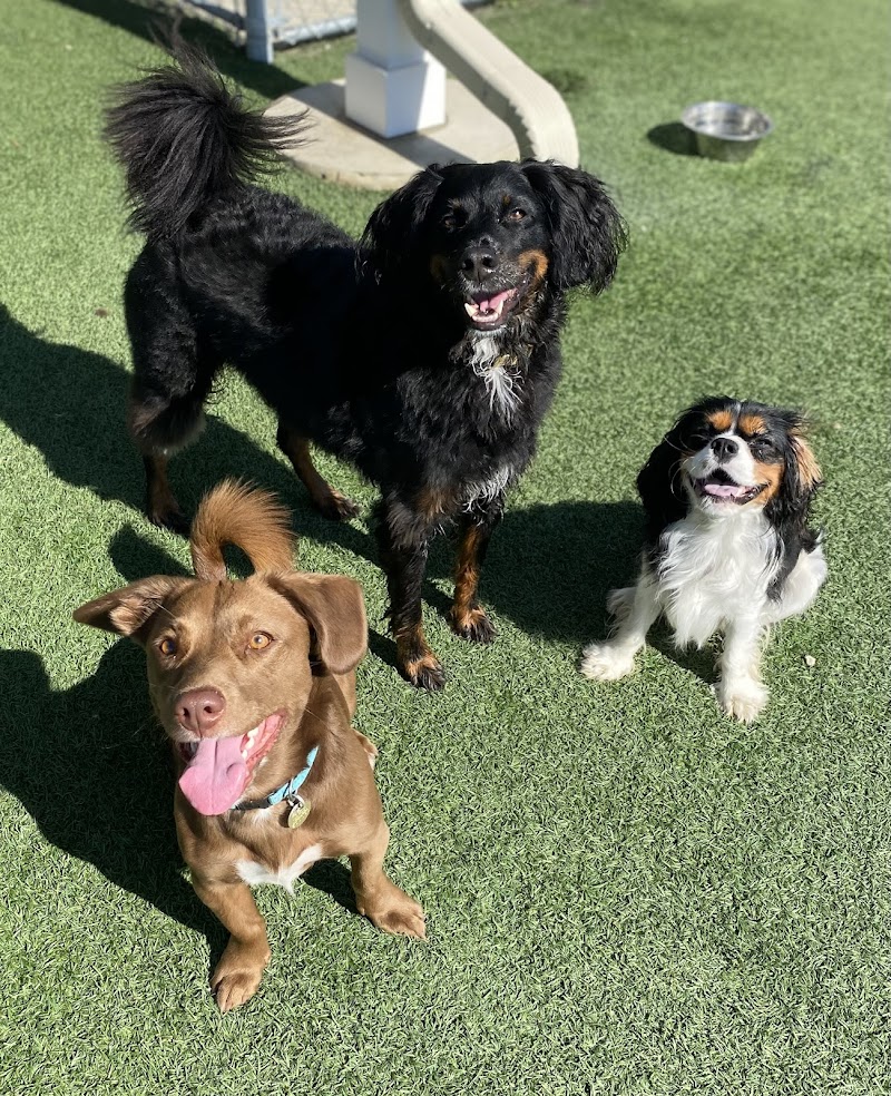 The Pets' Home