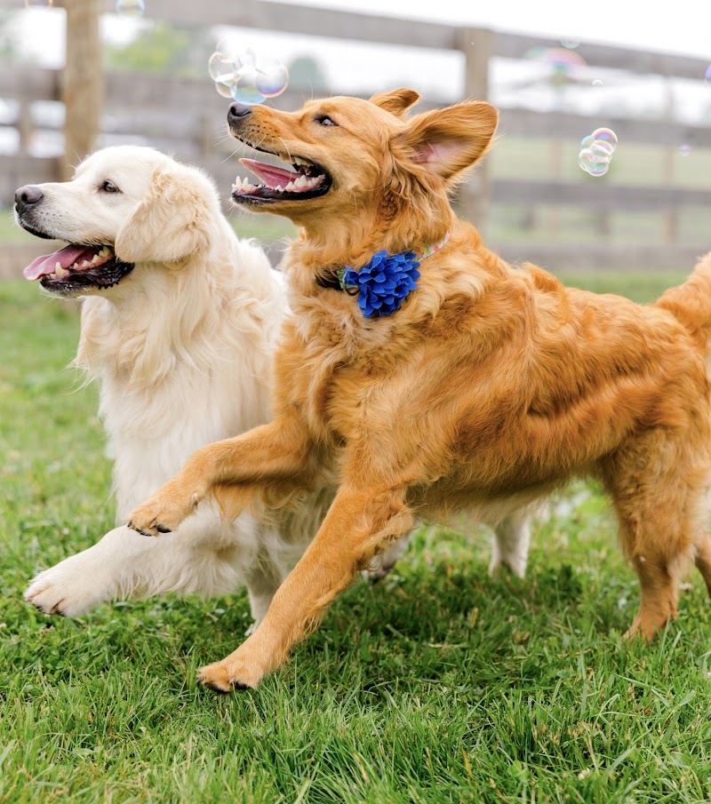 The Retreat at Rigdon Retrievers