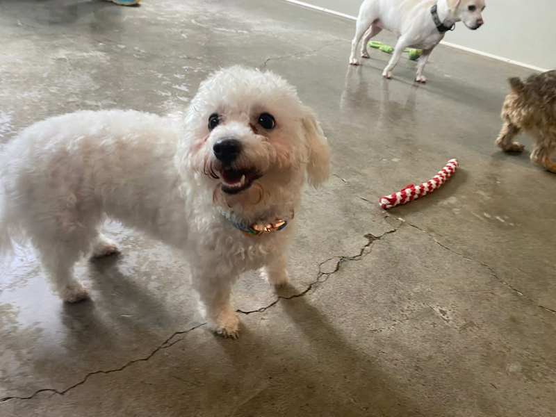 The "Ruff" Life Pet Resort