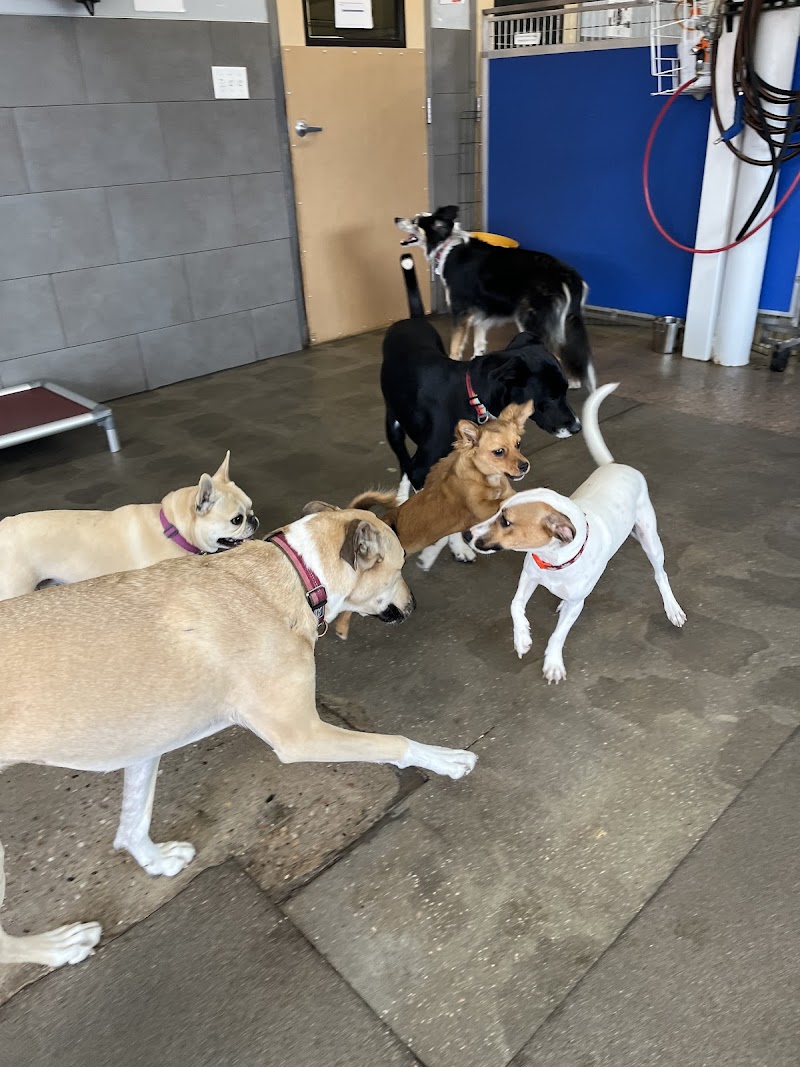 The Sniff Shack