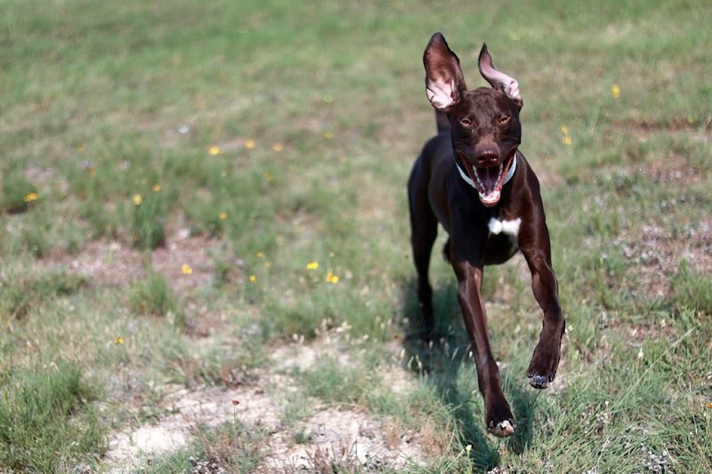 The Wagmore Pet Resort