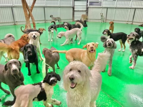 The Waldog Astoria INC