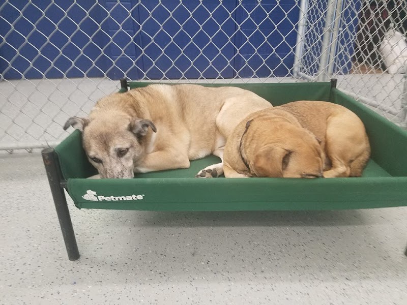 The Woof On Durand Dog Daycare & Boarding