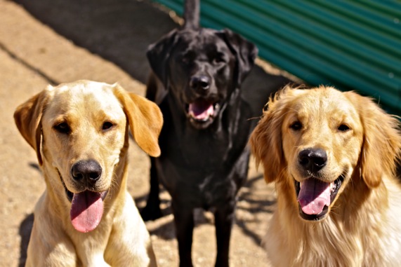 Thousand Hills Pet Resort