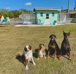 Thurber Farm Dog Boarding