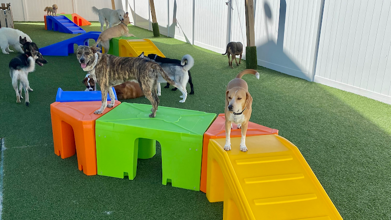 Tiki tails dog resort