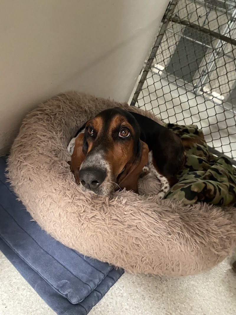 Tipp to Tail Pet Resort and Spa