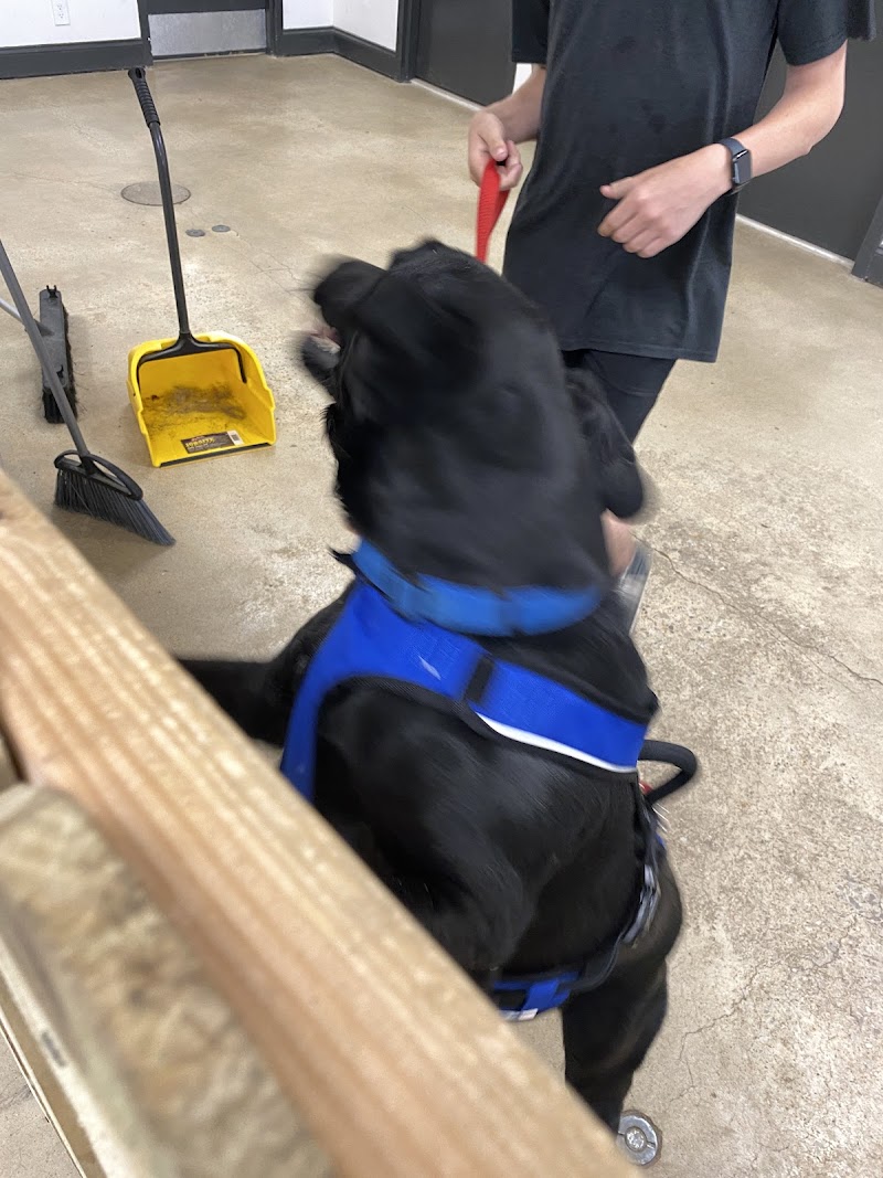 Top Dog Birmingham
