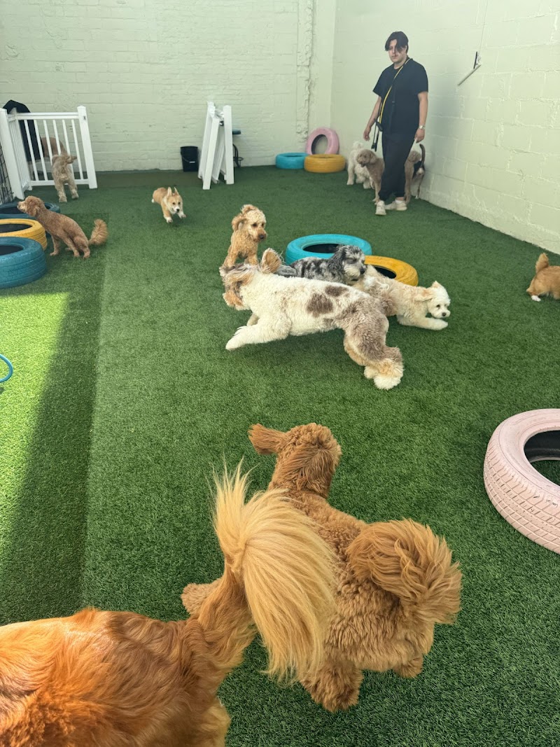 Top Dogs Club