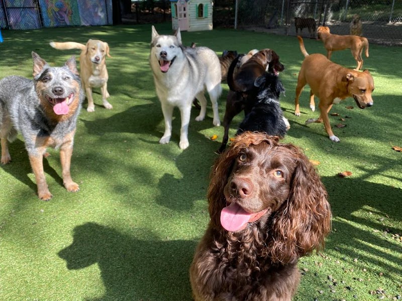 Triangle Pet Resort