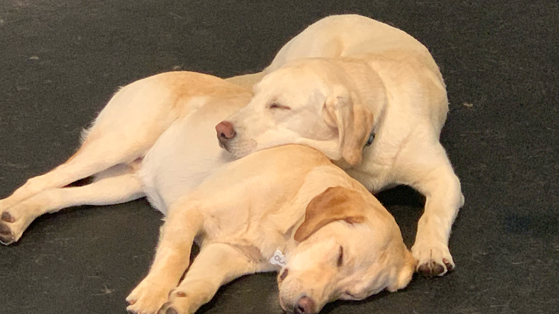 Tuxedo’s K9 Training Camp