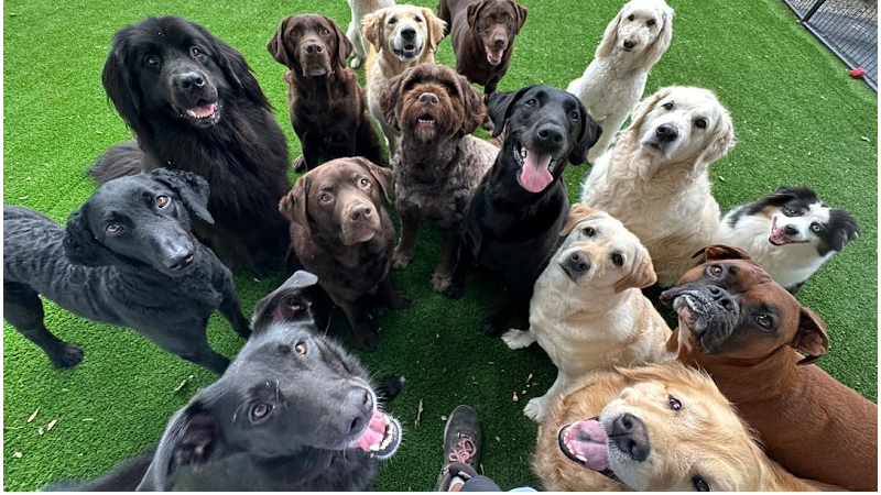 Uncommon Dog