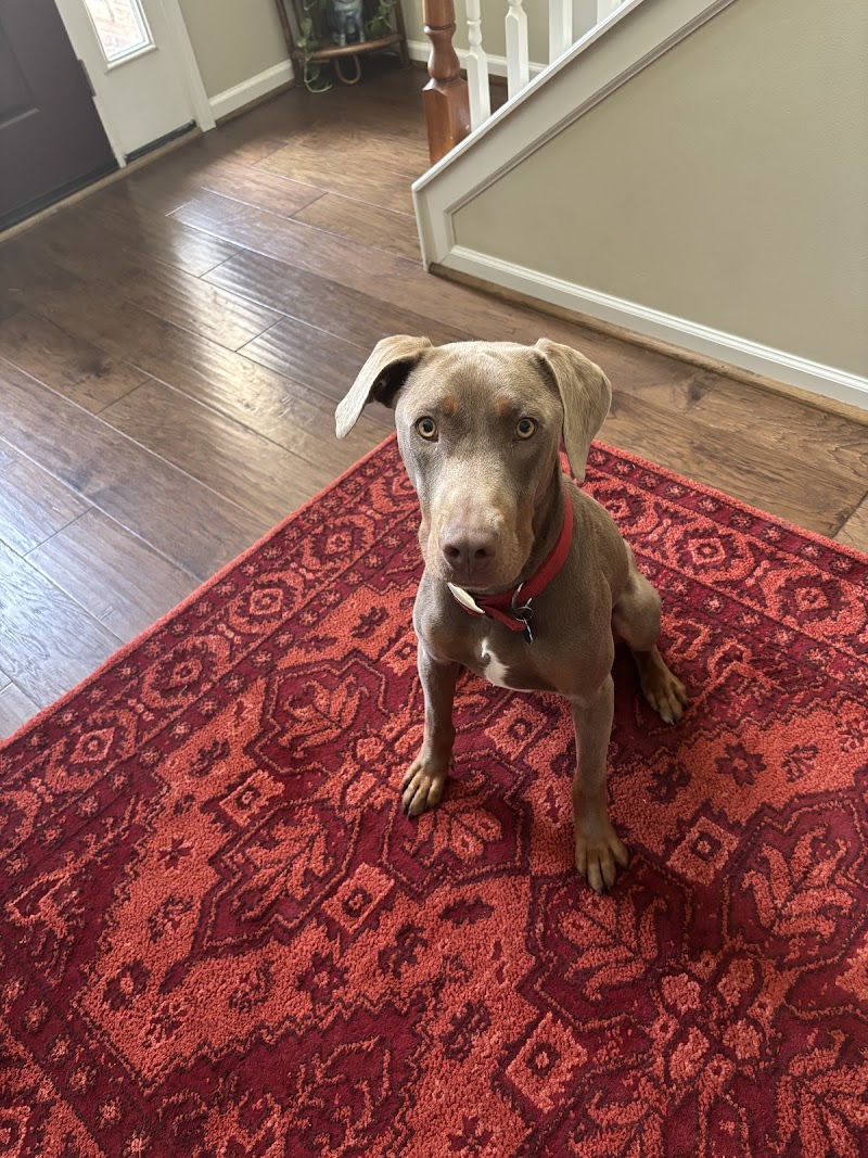 Upstate Dog Training and Pet Resort