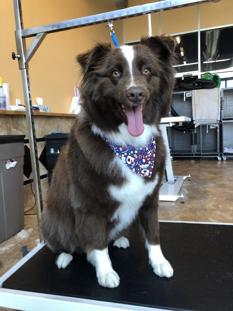 Uptown Hounds