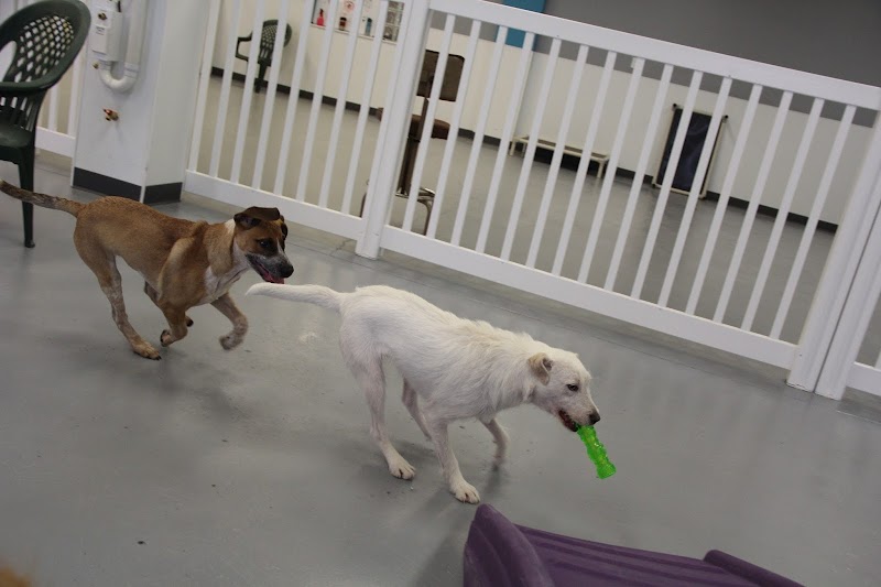 Urban Hound Playground