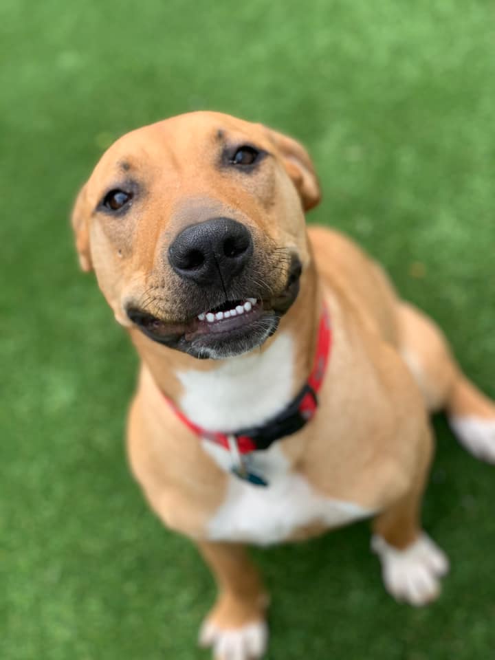 Urban Mutt Retreat