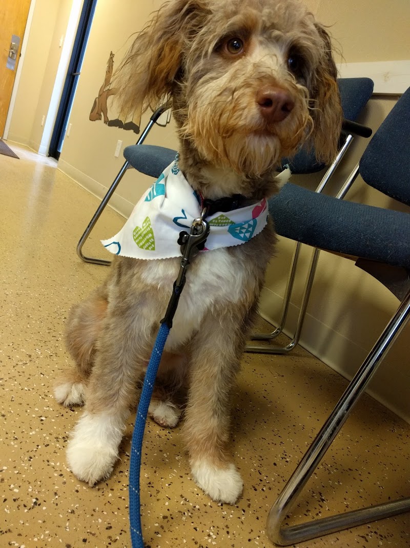 Urban Pet Hospital And Resort