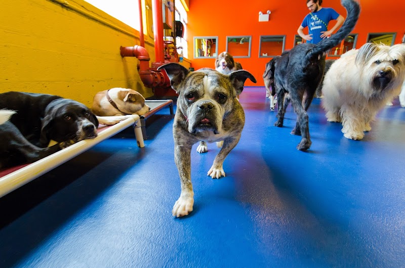 Urban Pooch Canine Life Center