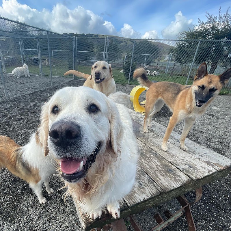 Vintage Dog Ranch