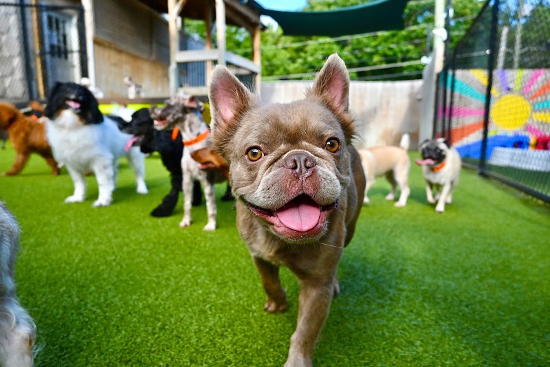 Wag Atlanta