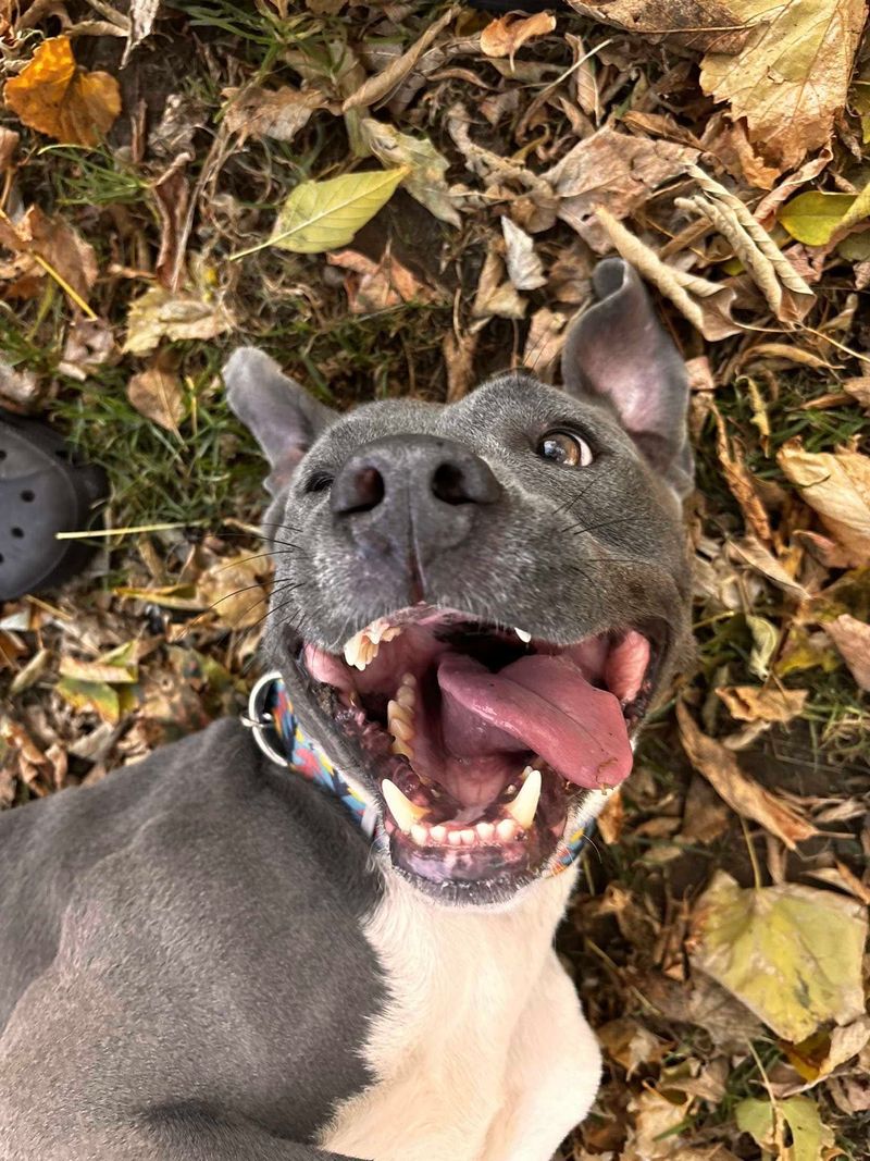 Wag 'N Tails Pet Resort