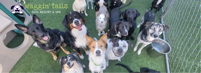 Waggin' Tails Dog Resort