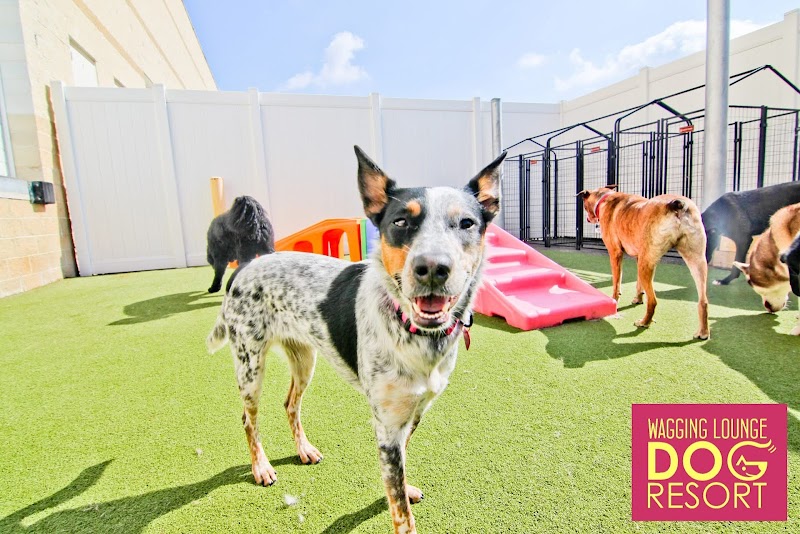 Wagging Lounge Dog Resort