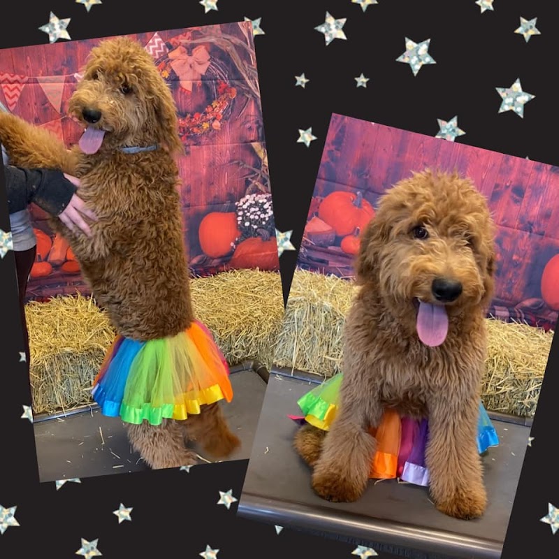 Waggles Pet Resort