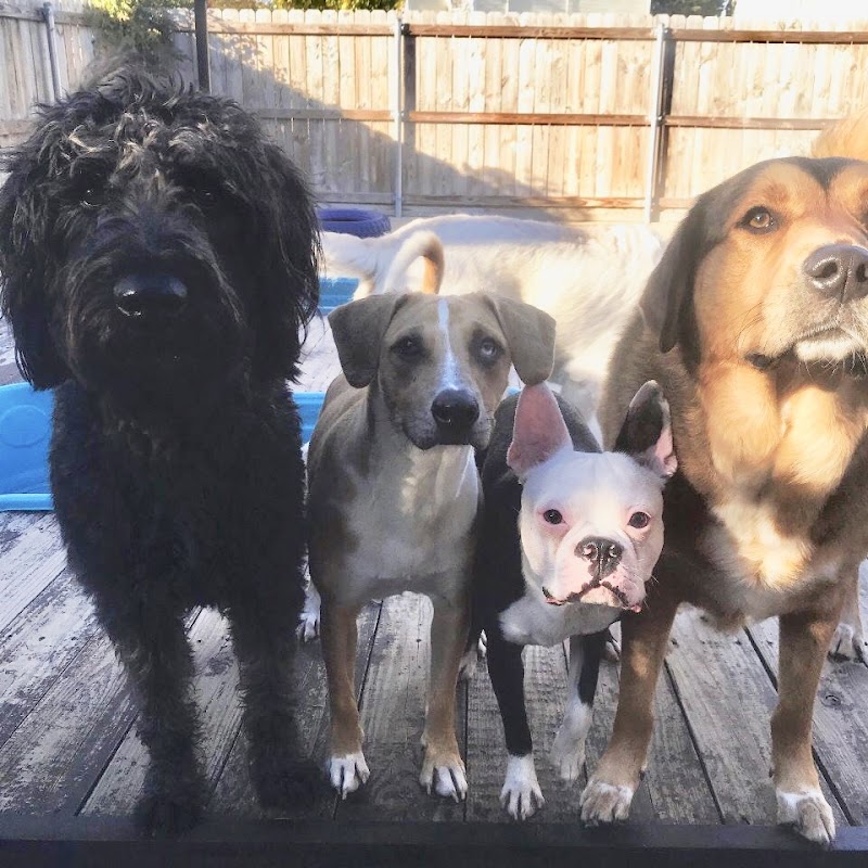 Wags And Whiskers
