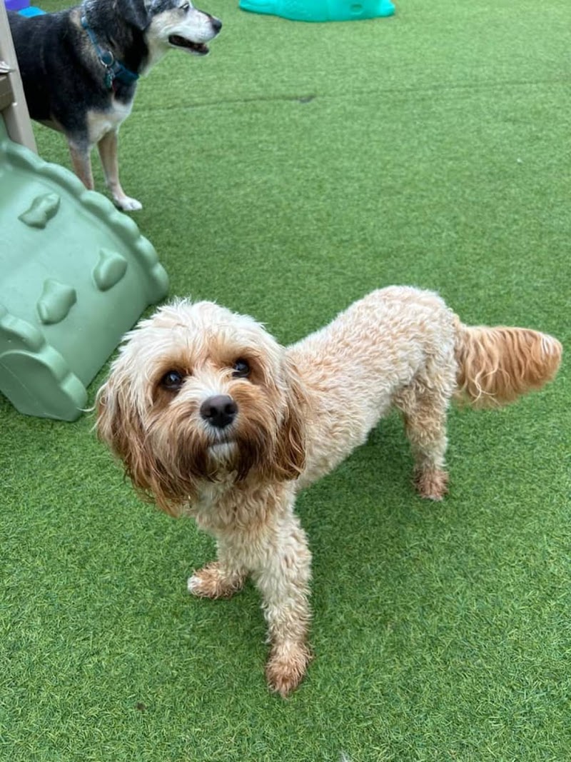 Wags and Whiskers Pet Resort