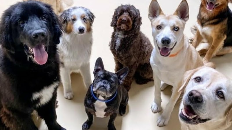 Wags & Wiggles