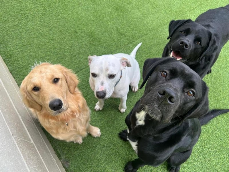 WAGS Dog Club