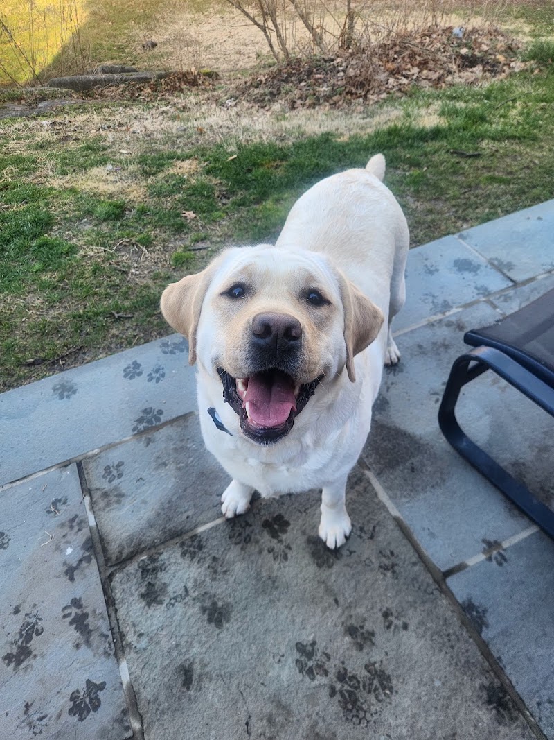 Wags Doggie Day Camp & Boarding