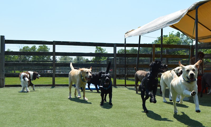 Wagsworth Manor Pet Resort