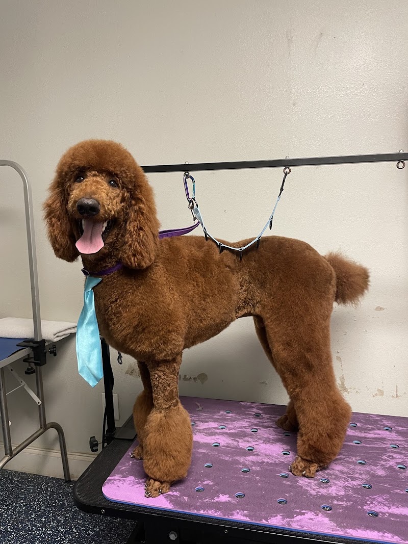 WHAT-A-CANINE LLC