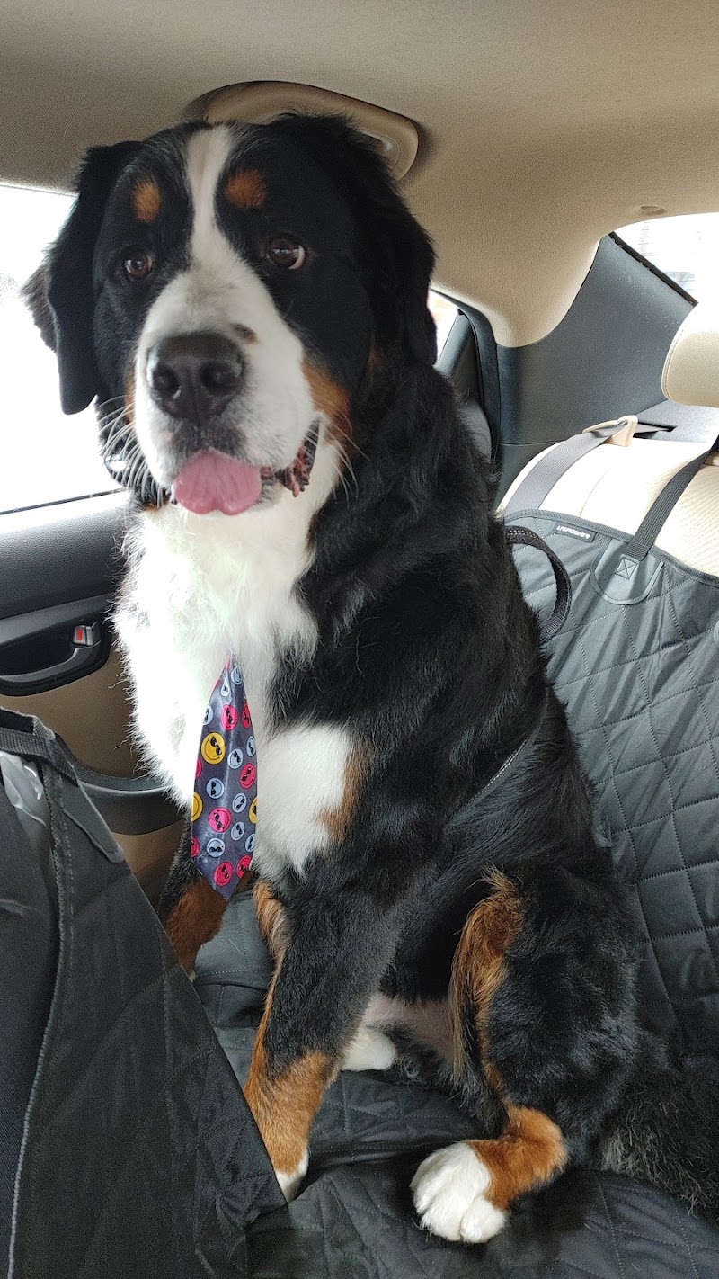 Whiskers Resort & Pet Spa Cascade