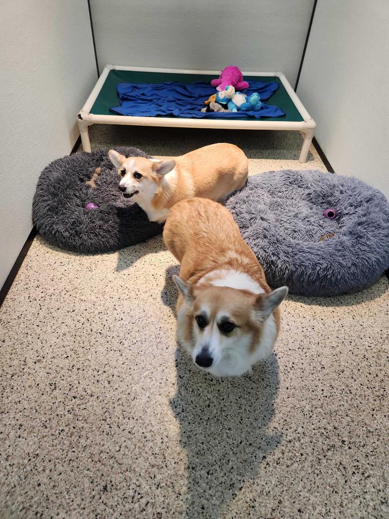 Whiskers Resort & Pet Spa